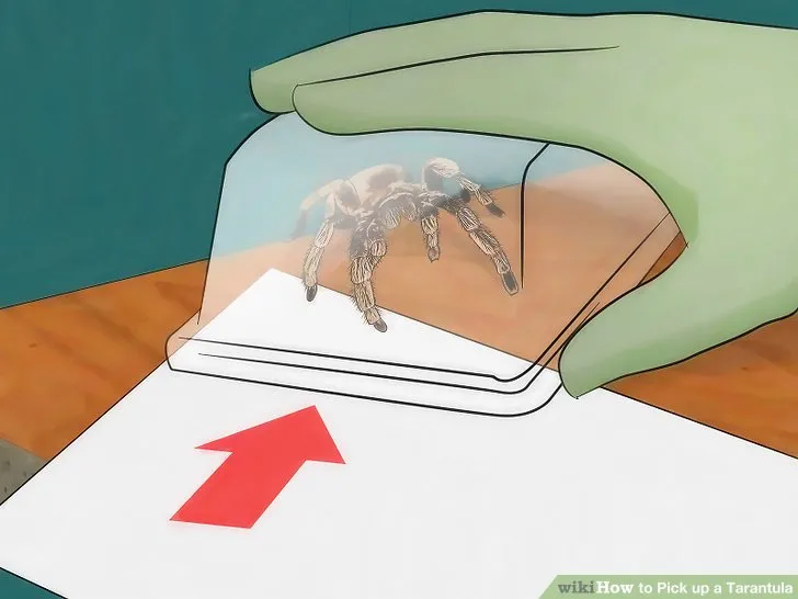 19222 tarantula habitat