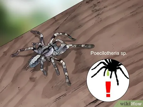 /img/19222-tarantula-species.webp