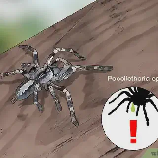 /img/19222-tarantula-species.webp