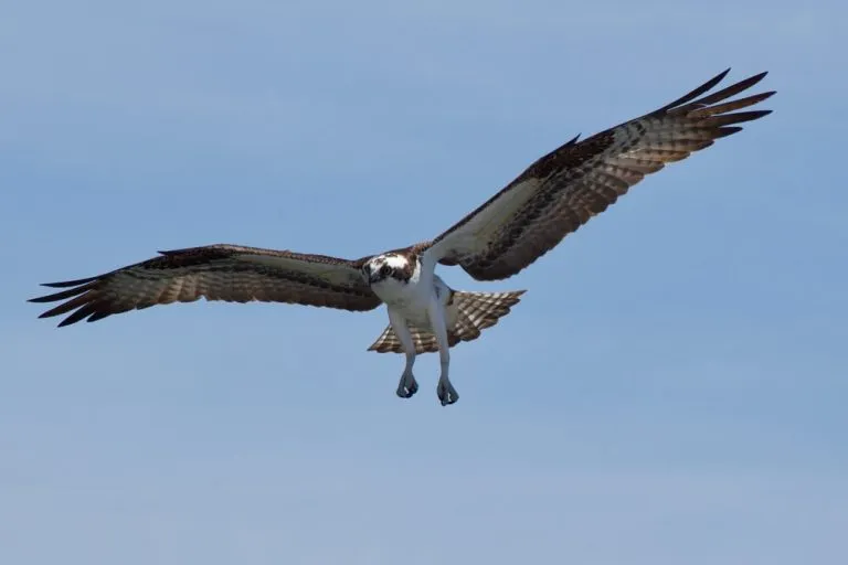 19226 tarantula hawk ecosystem