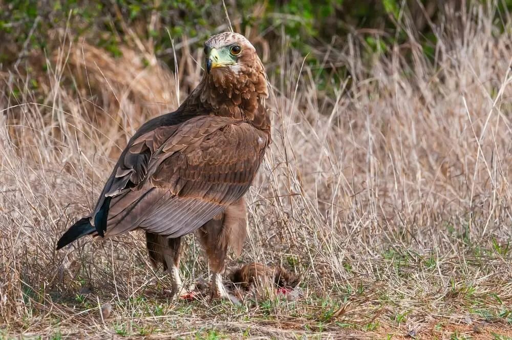 19226 tarantula hawk first aid