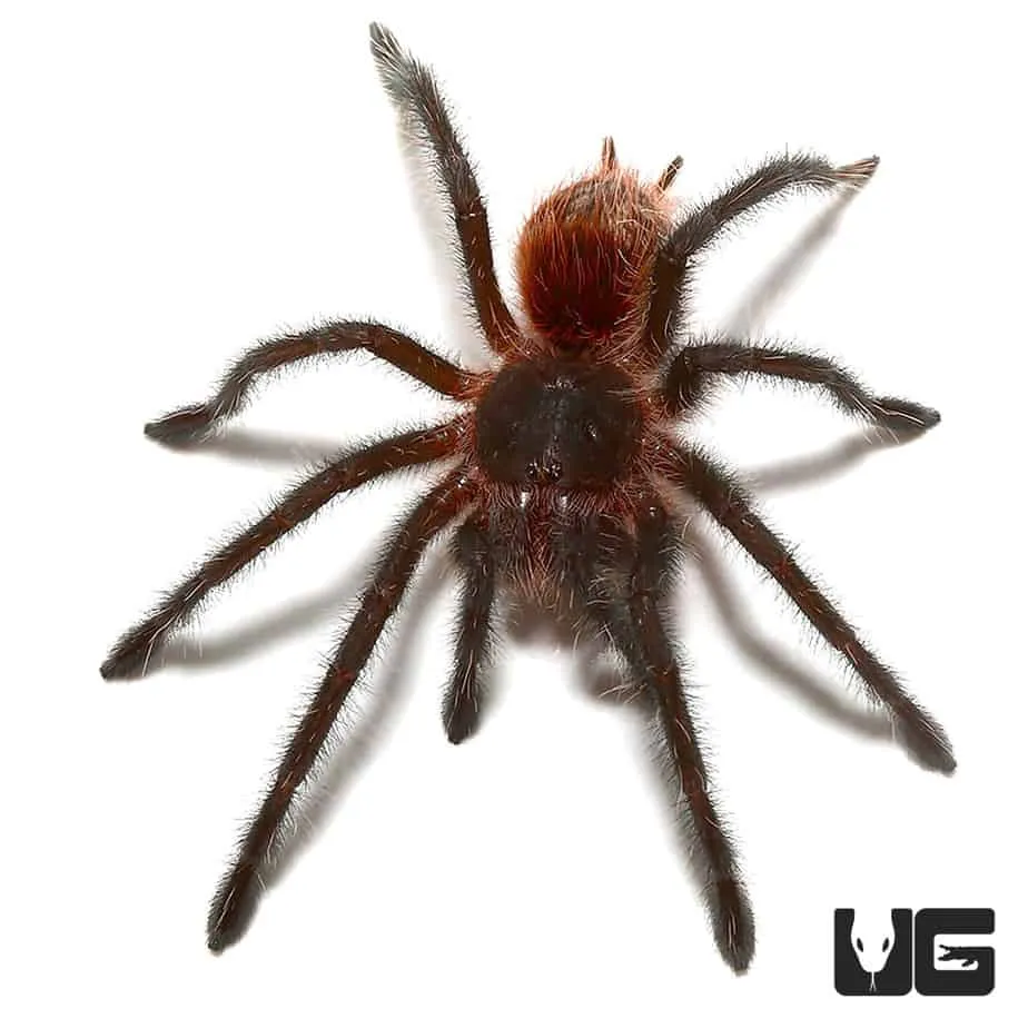 19229 brazilian wooly black tarantula close up