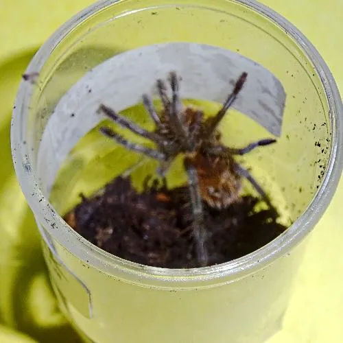 19229 tarantula enclosure