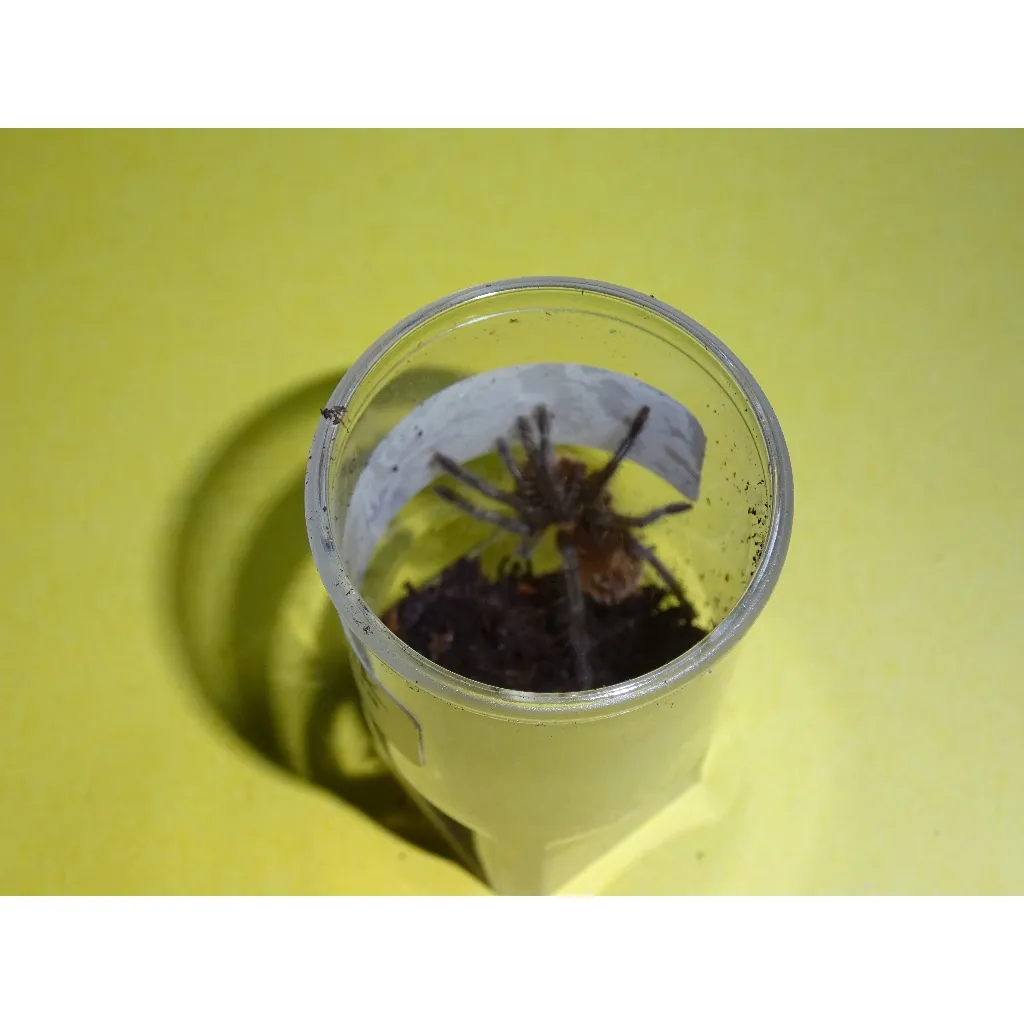 19229 tarantula feeding