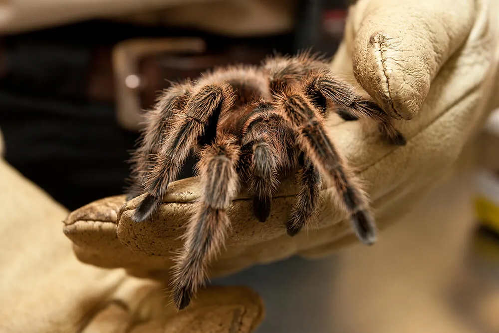 /img/19231-solaris-tarantula-comparison.webp