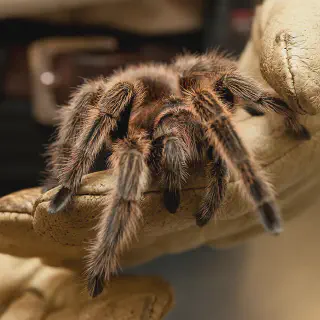 /img/19231-solaris-tarantula-comparison.webp
