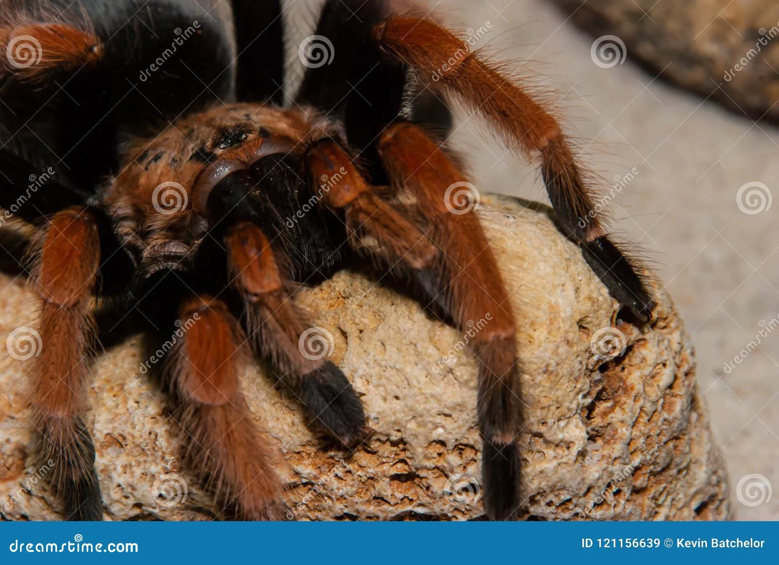 19234 healthy red leg tarantula