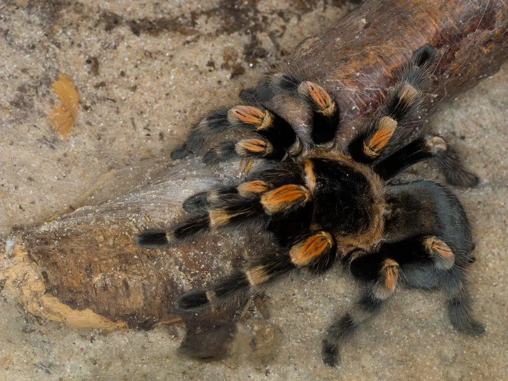 /img/19234-red-leg-tarantula-enclosure-setup.webp