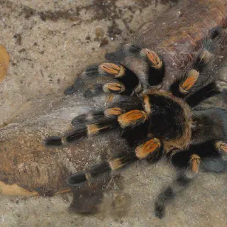/img/19234-red-leg-tarantula-enclosure-setup.webp