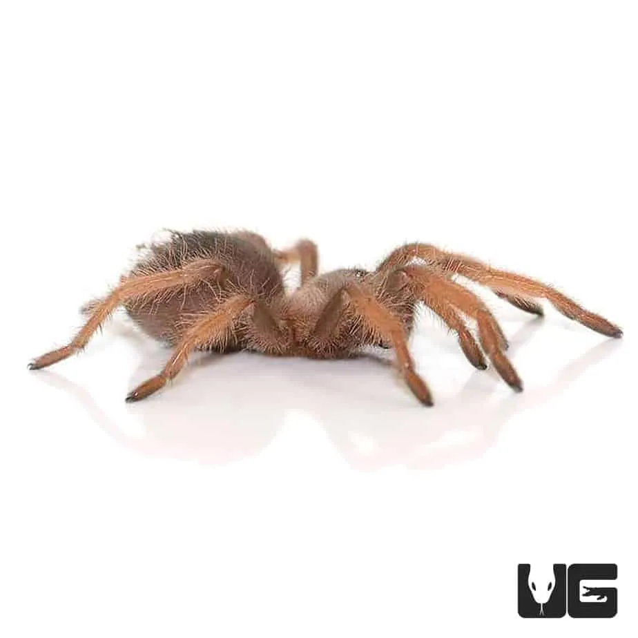 19234 red leg tarantula molting
