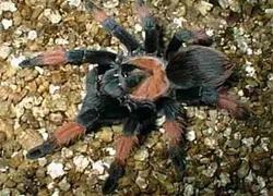 19234 red leg tarantula water