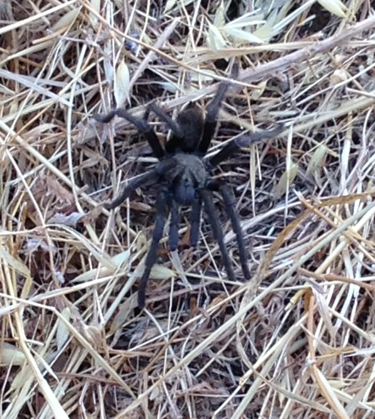 19235 tarantula habitat