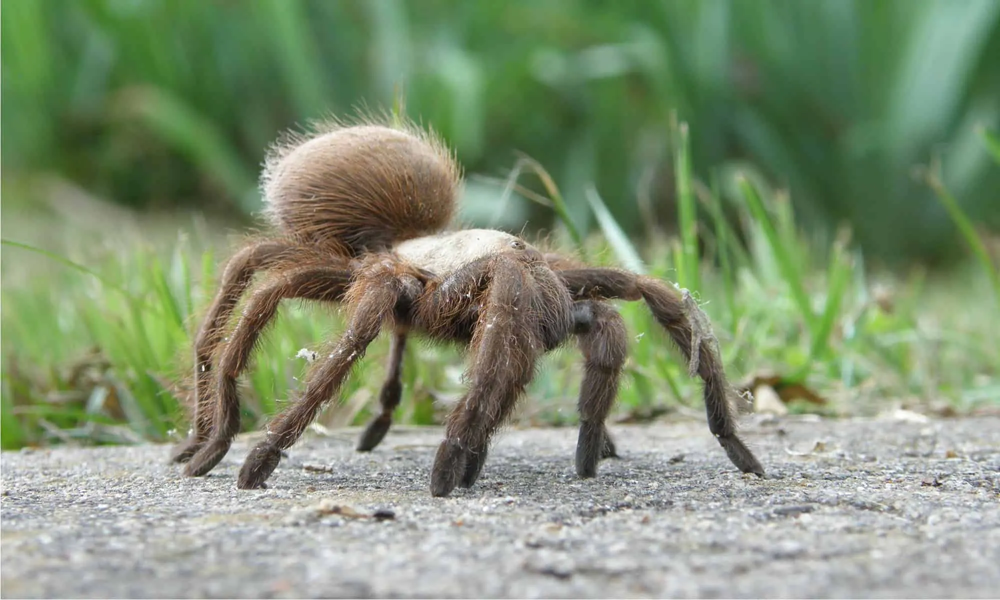 /img/19235-tarantula-molting.webp