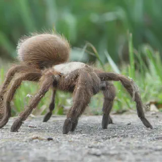 /img/19235-tarantula-molting.webp