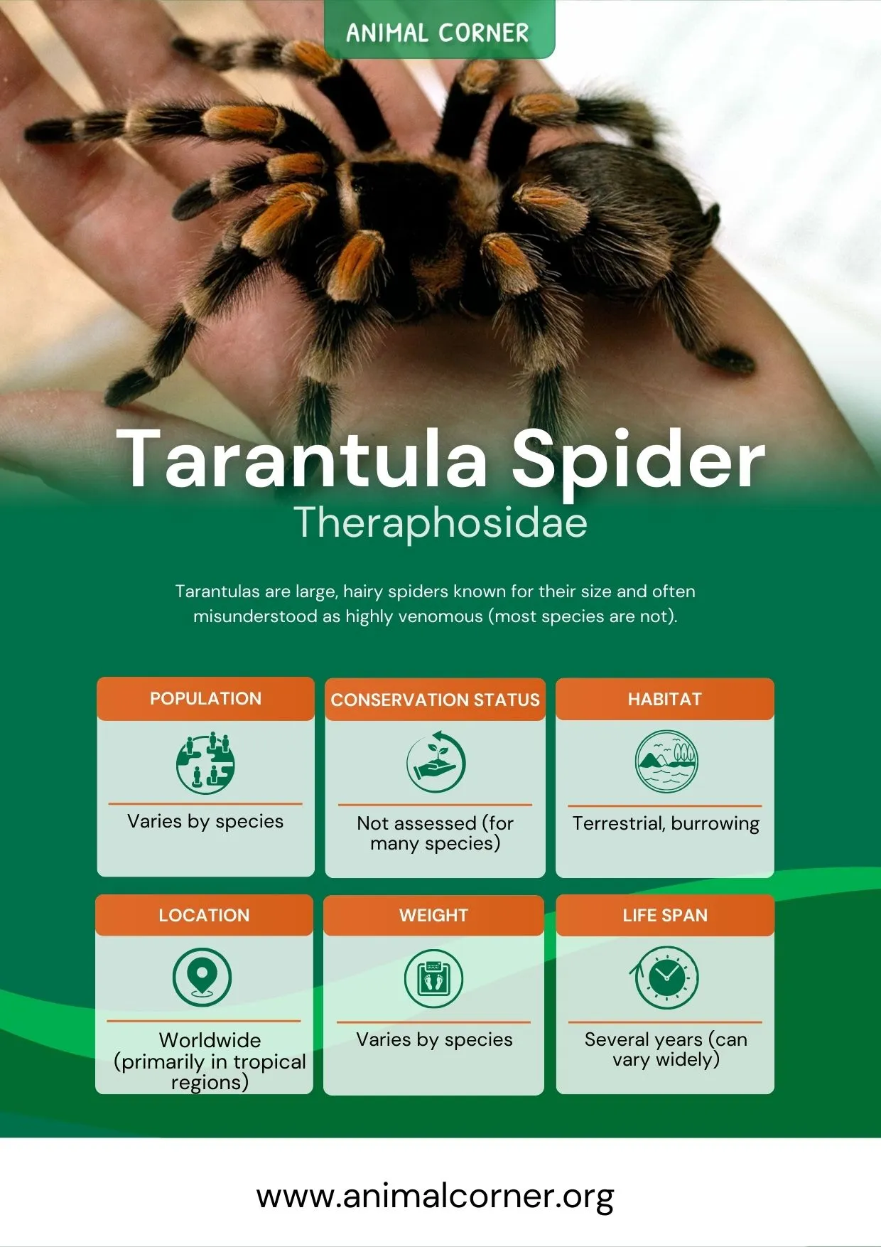 19237 tarantula spider defensive