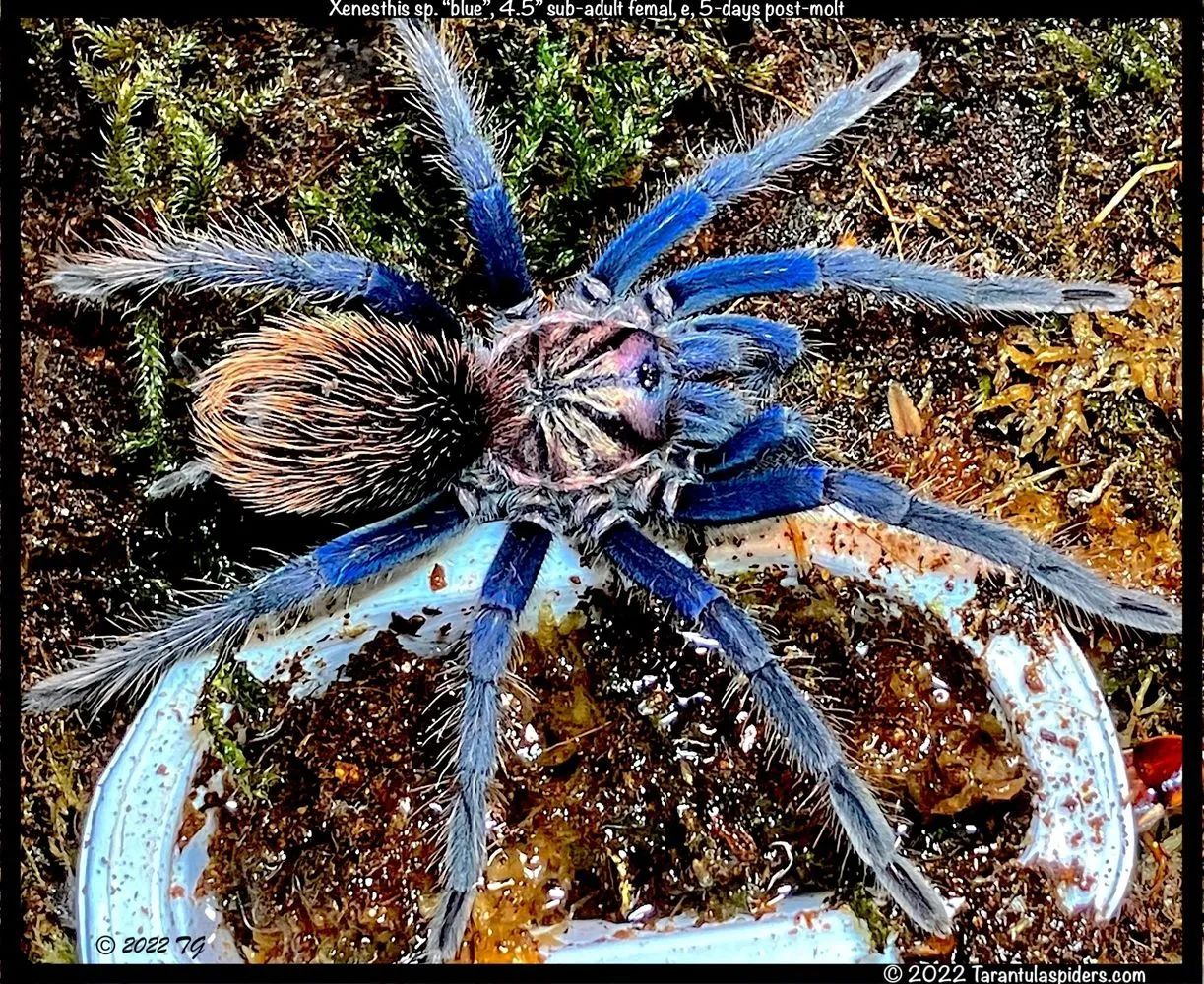 /img/19237-tarantula-spider-myths.webp