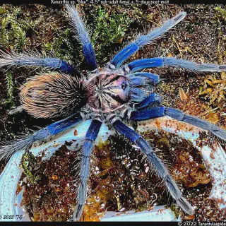 /img/19237-tarantula-spider-myths.webp