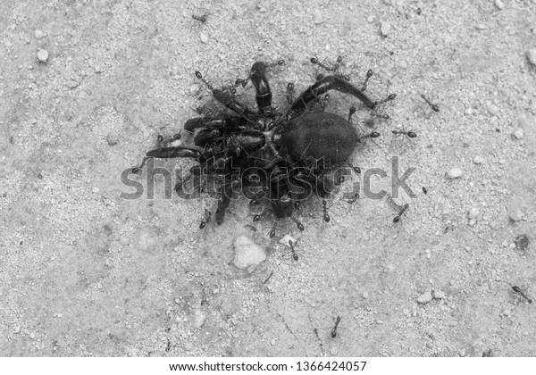 19240 ant infestation tarantula