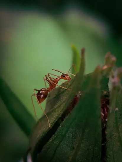 19240 healthy tarantula