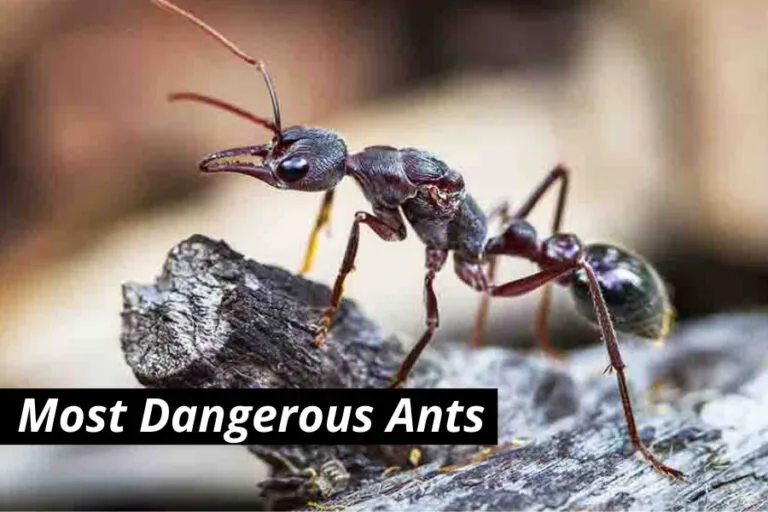 19240 sealed tarantula enclosure