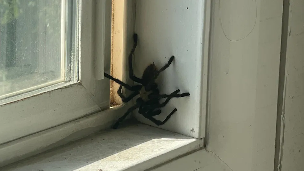 19240 tarantula substrate