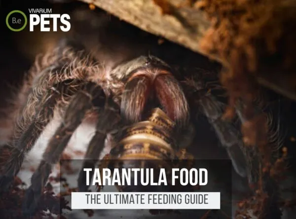 19241 fruit flies for tarantula sling