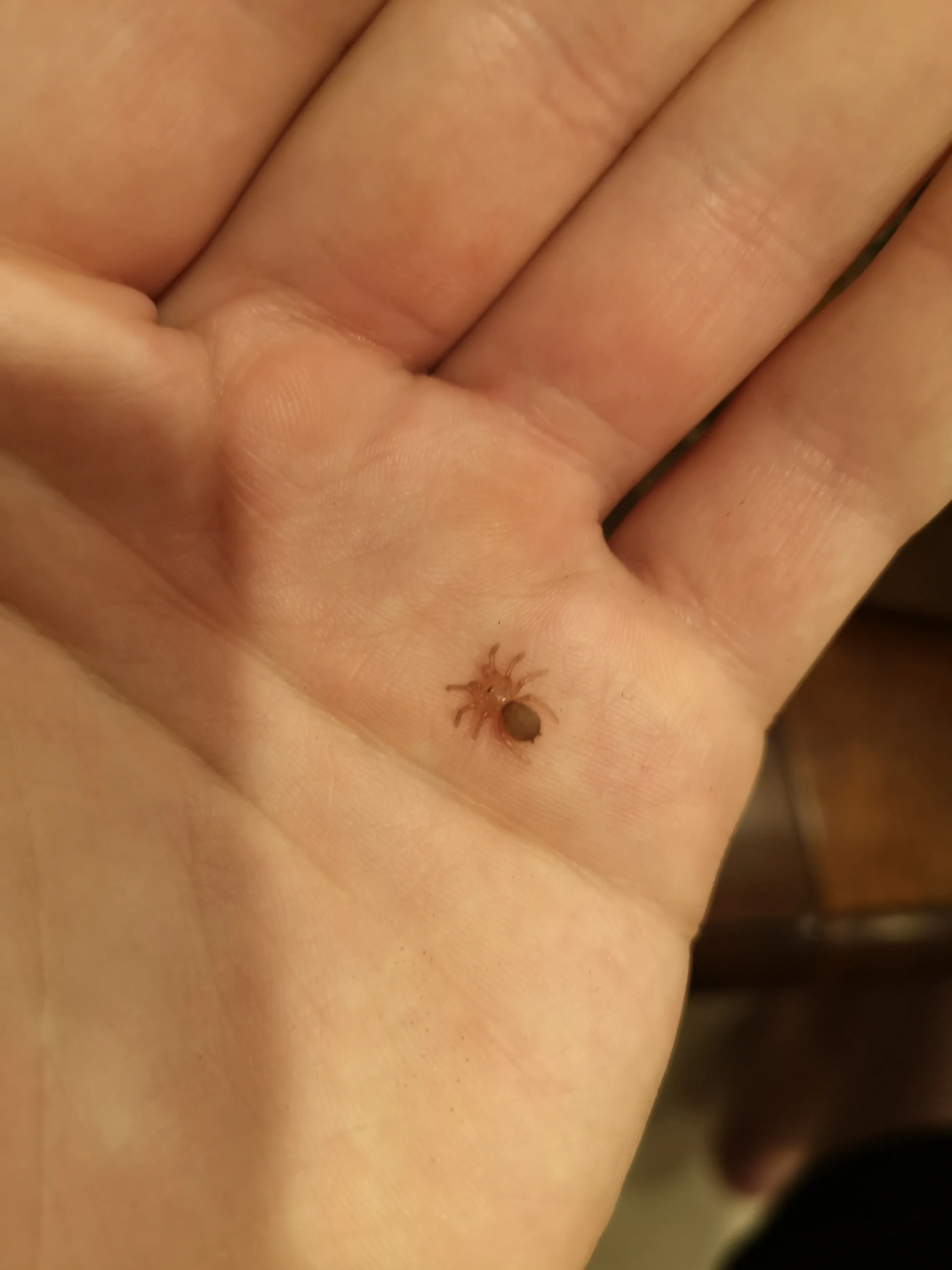 19241 tarantula sling molting process