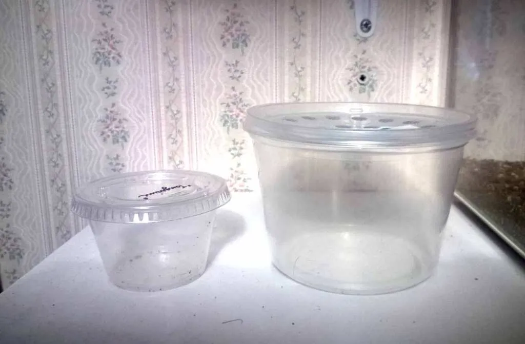 19241 tarantula sling water dish