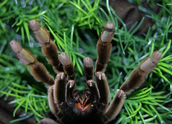 19242 skin reaction tarantula bite