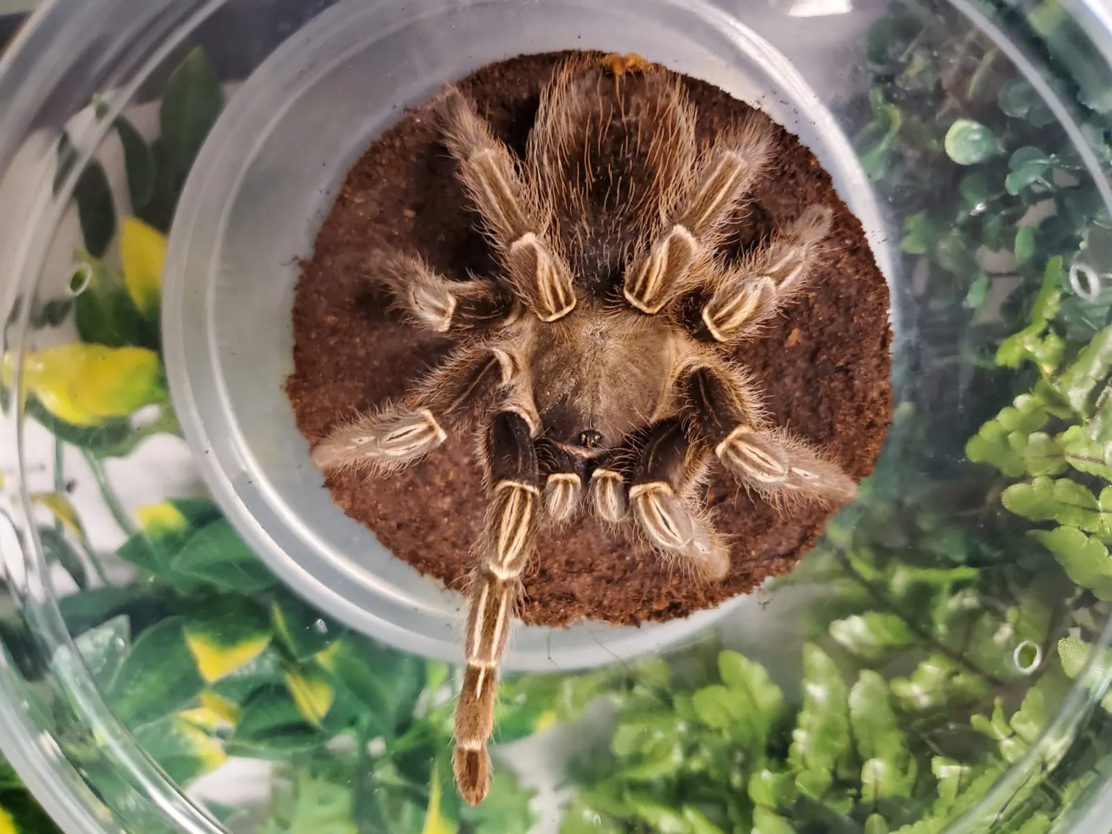 19243 striped knee tarantula buying