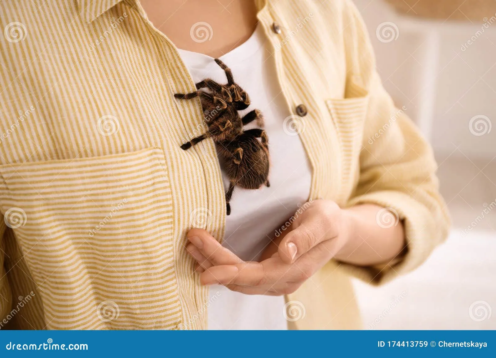 19243 striped knee tarantula feeding