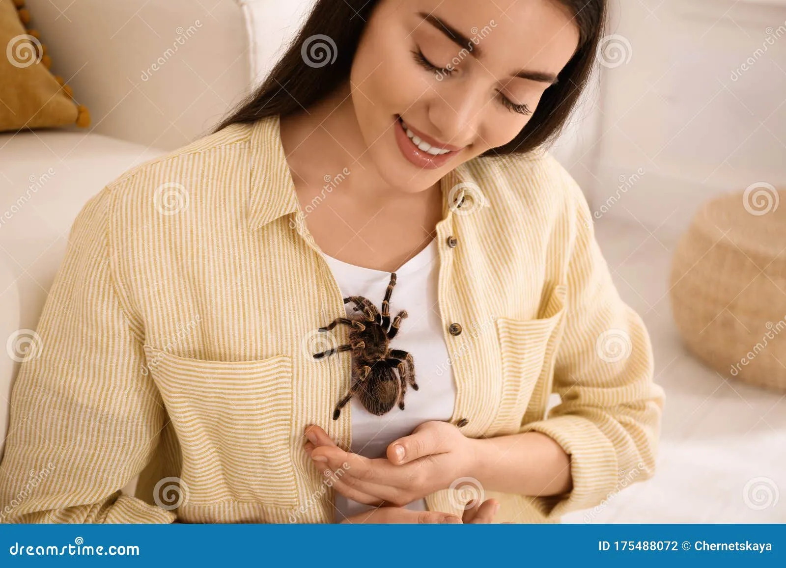 19243 striped knee tarantula handling