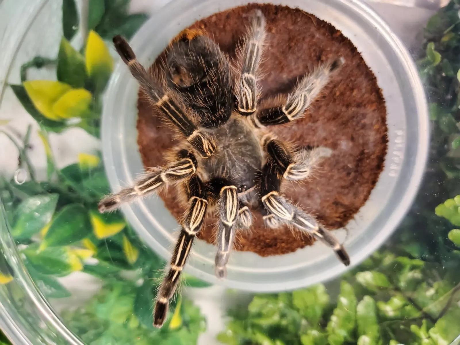 19243 striped knee tarantula introduction