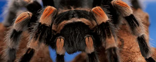 19245 red knee tarantula habitat