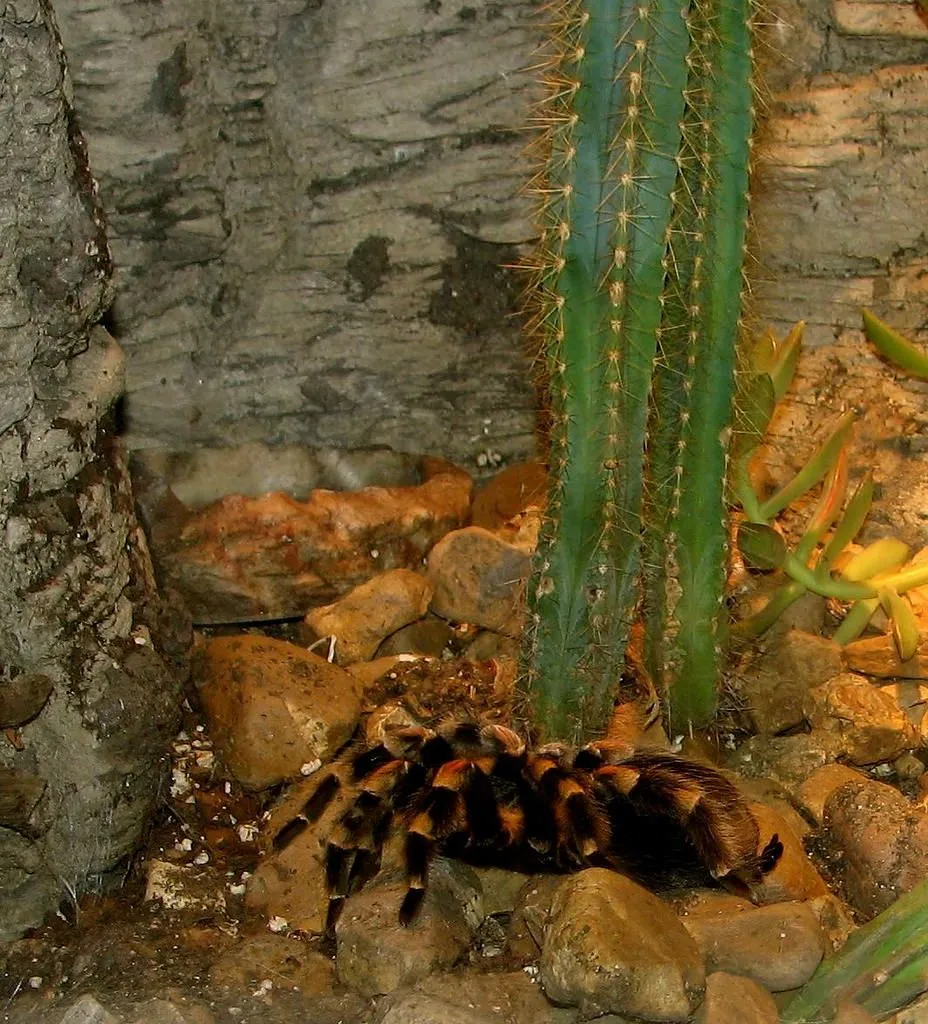 19245 red knee tarantula molting