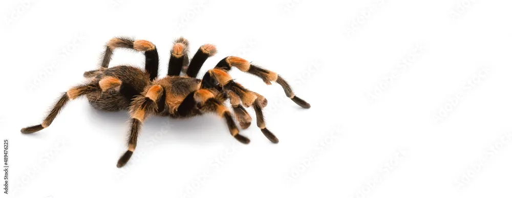 /img/19245-red-knee-tarantula-spiderlings.webp