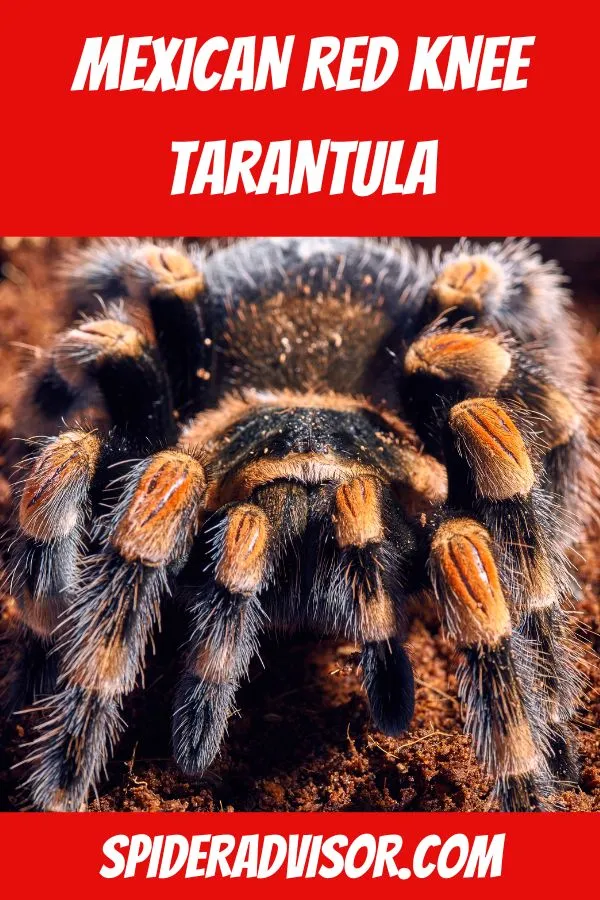 19247 tarantula handling safety