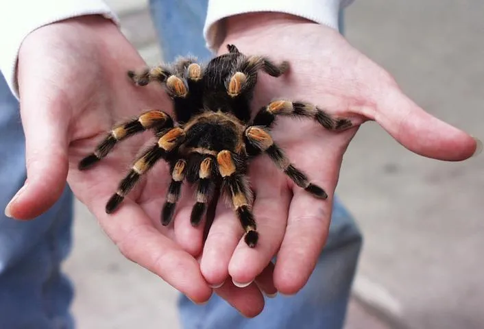 /img/19247-tarantula-vs-other-spiders.webp