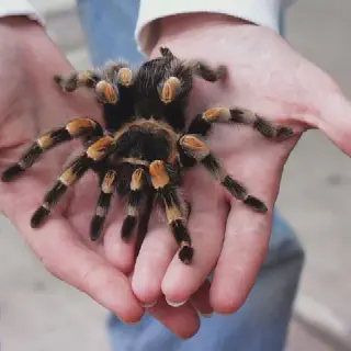 /img/19247-tarantula-vs-other-spiders.webp