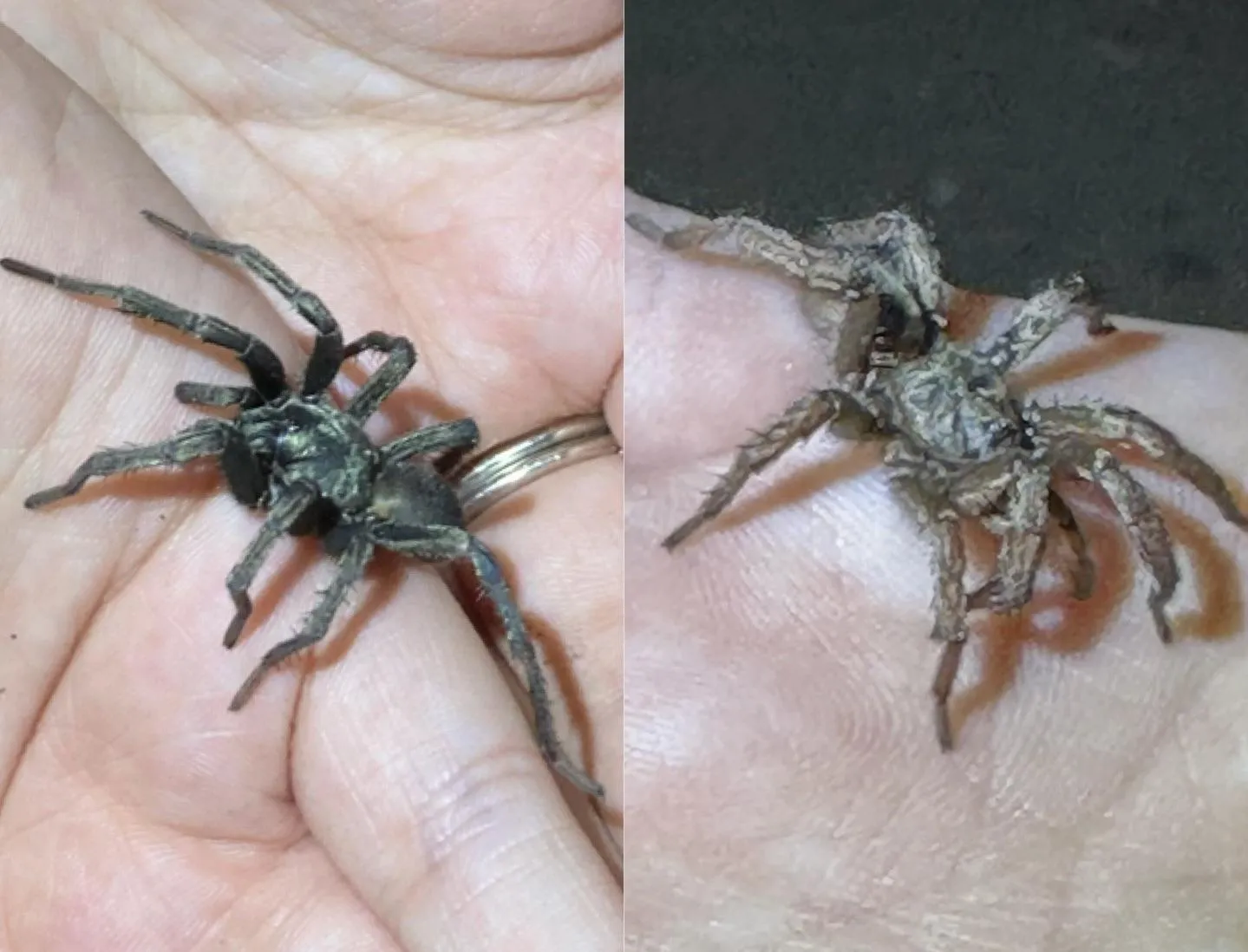 /img/19250-tarantula-molting.webp