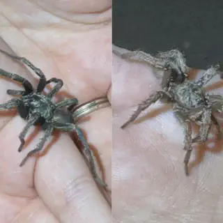 /img/19250-tarantula-molting.webp