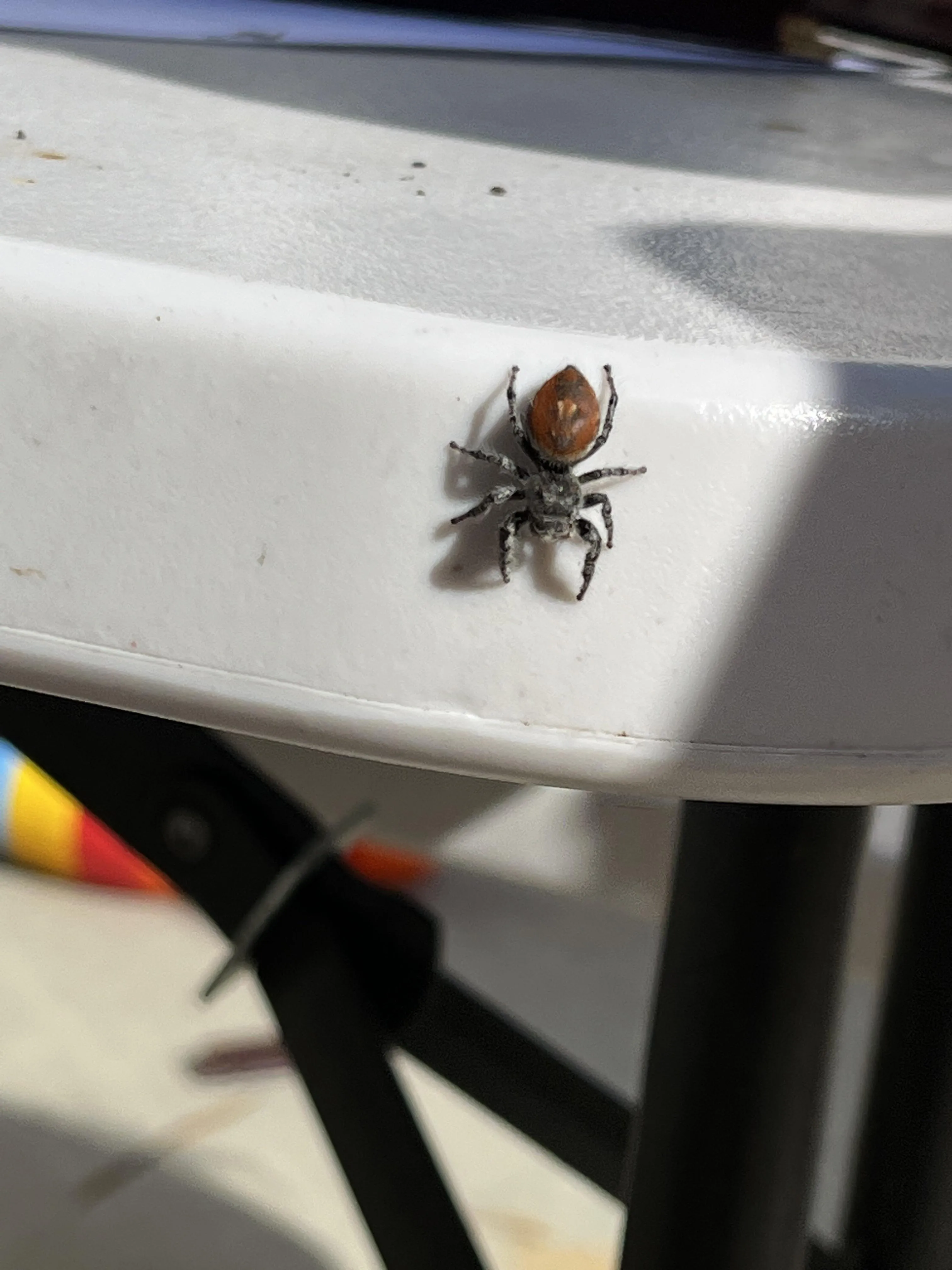 19250 tarantula watering