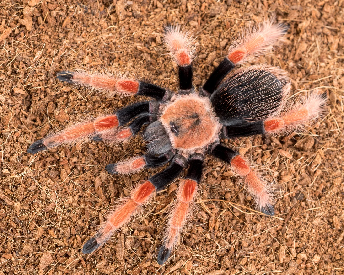 19252 fastest tarantula species 5