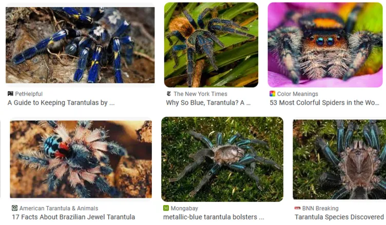 19252 fastest tarantula species 6