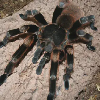 /img/19252-fastest-tarantula-species-7.webp