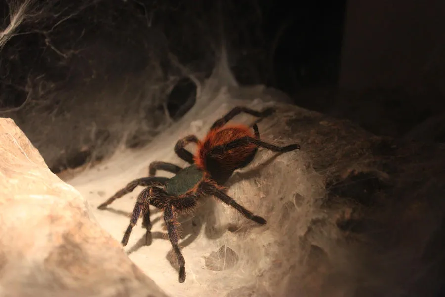 19253 blue tarantula humidity control