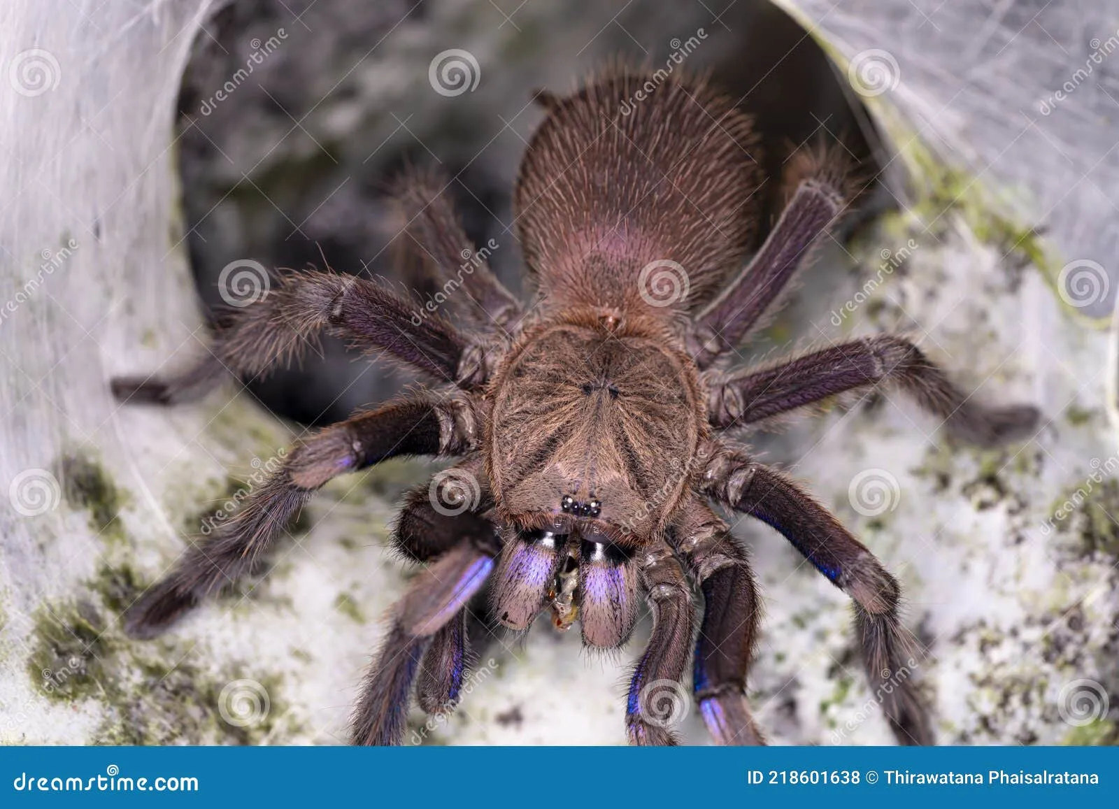 19253 blue tarantula nest overview