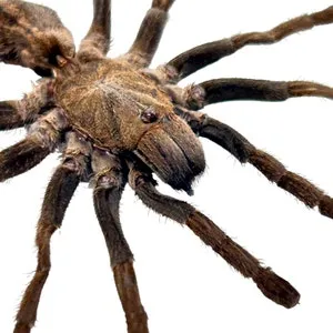 19256 sumatran tiger tarantula availability