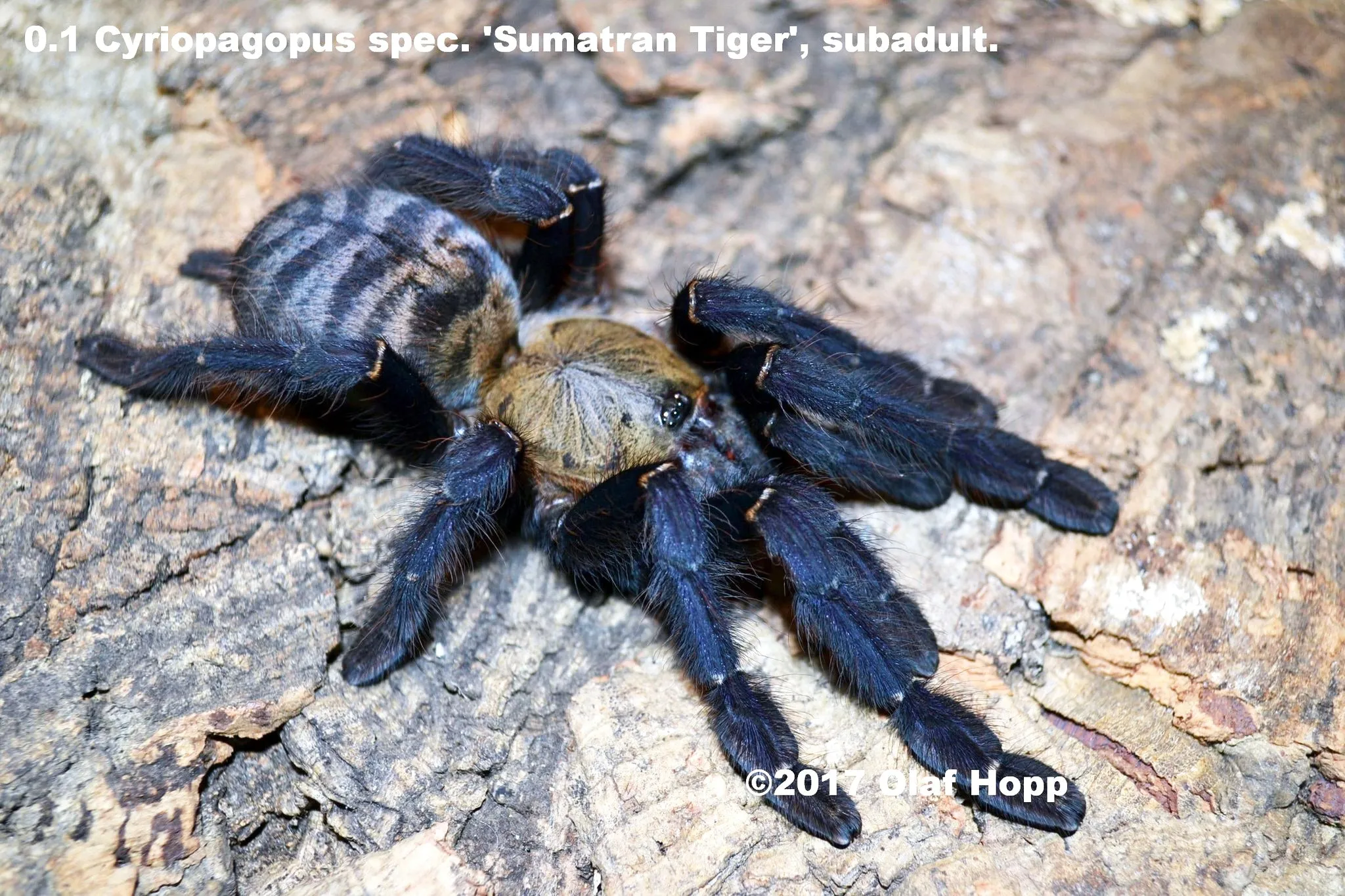 /img/19256-sumatran-tiger-tarantula-conclusion.webp