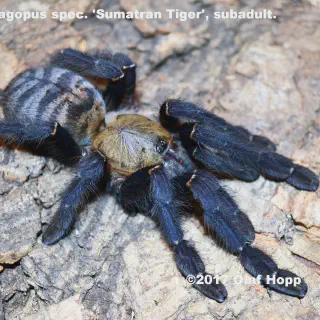 /img/19256-sumatran-tiger-tarantula-conclusion.webp